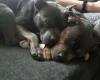 Staffordshire Bull Terrier