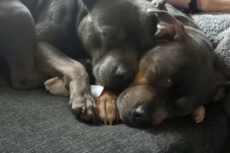 Staffordshire Bull Terrier