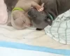 Staffordshire Bull Terrier