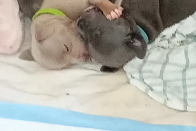 Staffordshire Bull Terrier