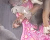 Staffordshire Bull Terrier
