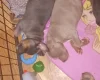 Staffordshire Bull Terrier