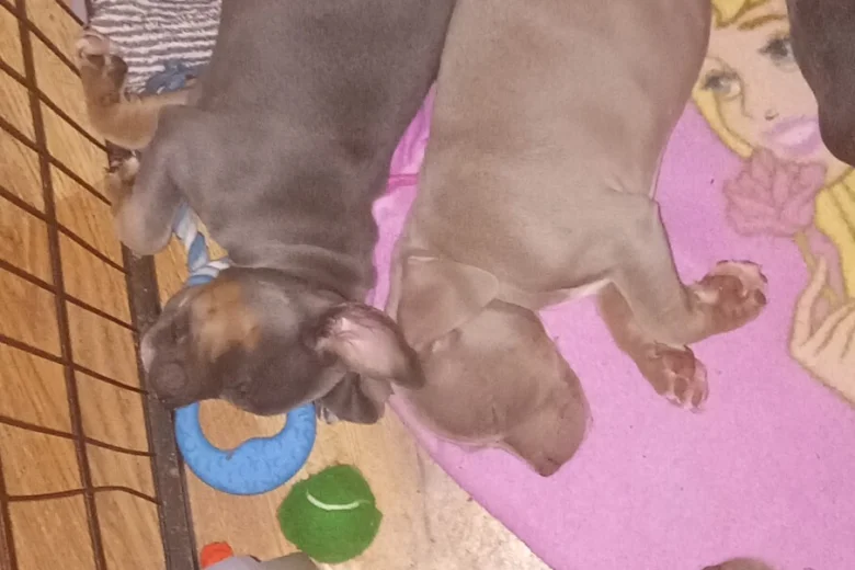 Staffordshire Bull Terrier