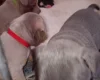 Staffordshire Bull Terrier