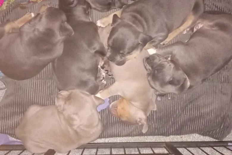 Staffordshire Bull Terrier
