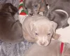 Staffordshire Bull Terrier