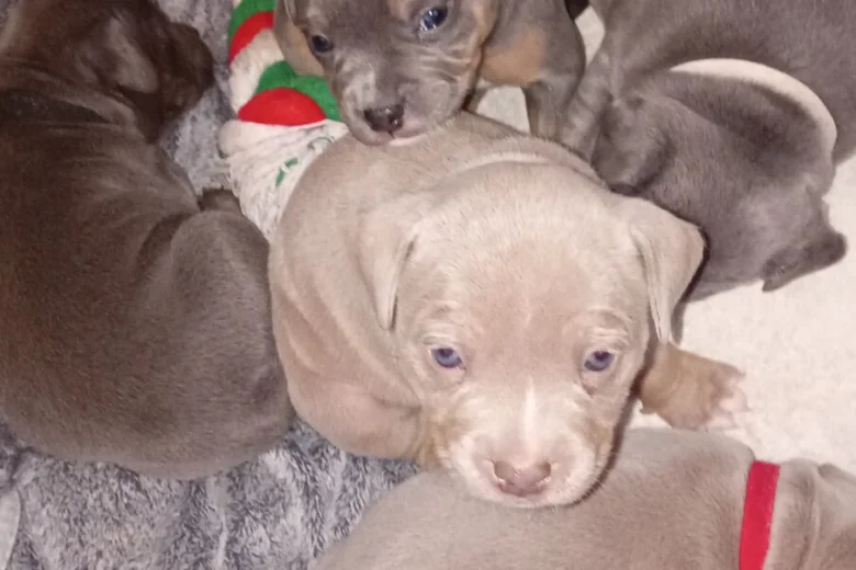 Staffordshire Bull Terrier