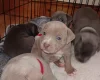 Staffordshire Bull Terrier