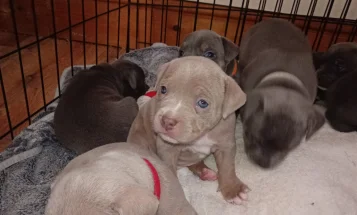 Staffordshire Bull Terrier