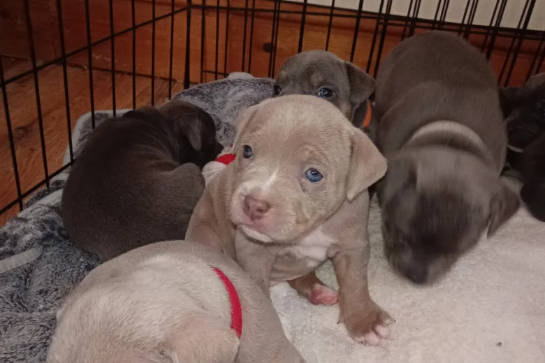 Staffordshire Bull Terrier