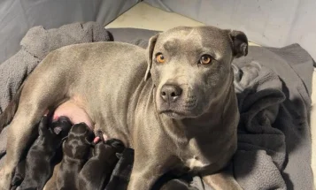 Staffordshire Bull Terrier