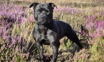 Staffordshire Bull Terrier
