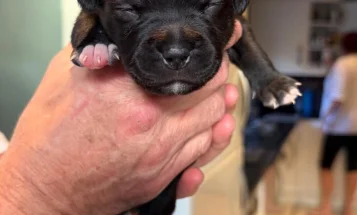 Staffordshire Bull Terrier