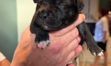 Staffordshire Bull Terrier