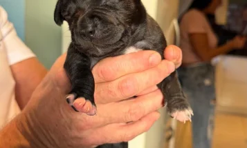 Staffordshire Bull Terrier