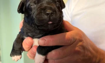 Staffordshire Bull Terrier