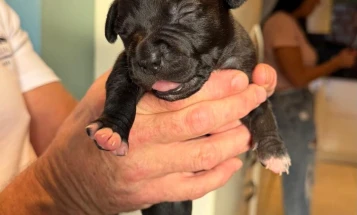 Staffordshire Bull Terrier