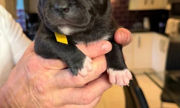 Staffordshire Bull Terrier