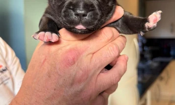 Staffordshire Bull Terrier