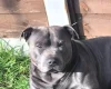 Staffordshire Bull Terrier