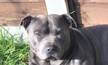 Staffordshire Bull Terrier