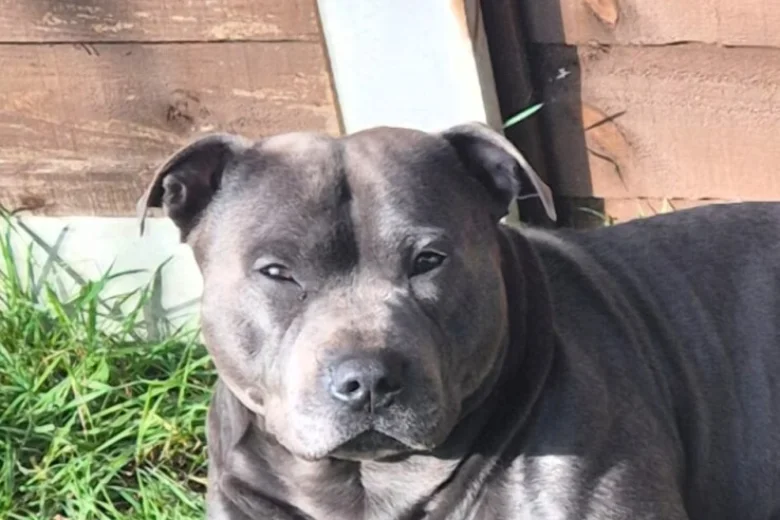 Staffordshire Bull Terrier