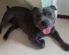 Staffordshire Bull Terrier