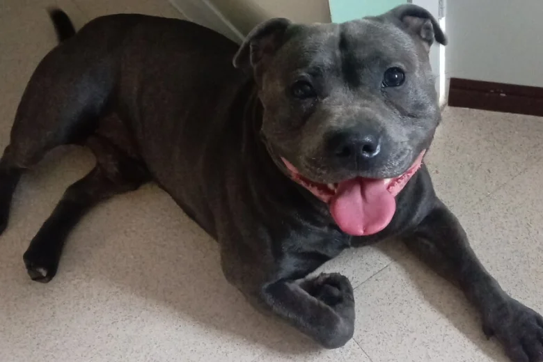 Staffordshire Bull Terrier