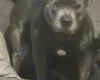 Staffordshire Bull Terrier