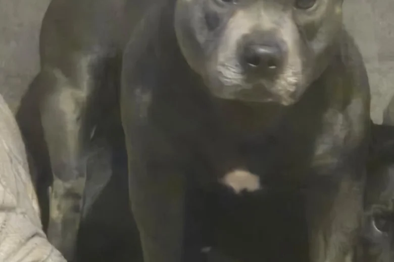 Staffordshire Bull Terrier