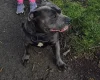 Staffordshire Bull Terrier