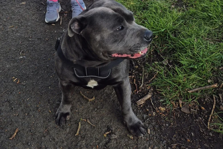 Staffordshire Bull Terrier