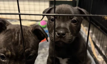Staffordshire Bull Terrier