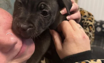 Staffordshire Bull Terrier