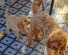 Cavapoo