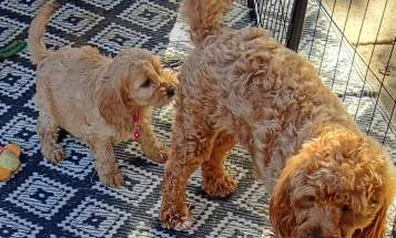 Cavapoo
