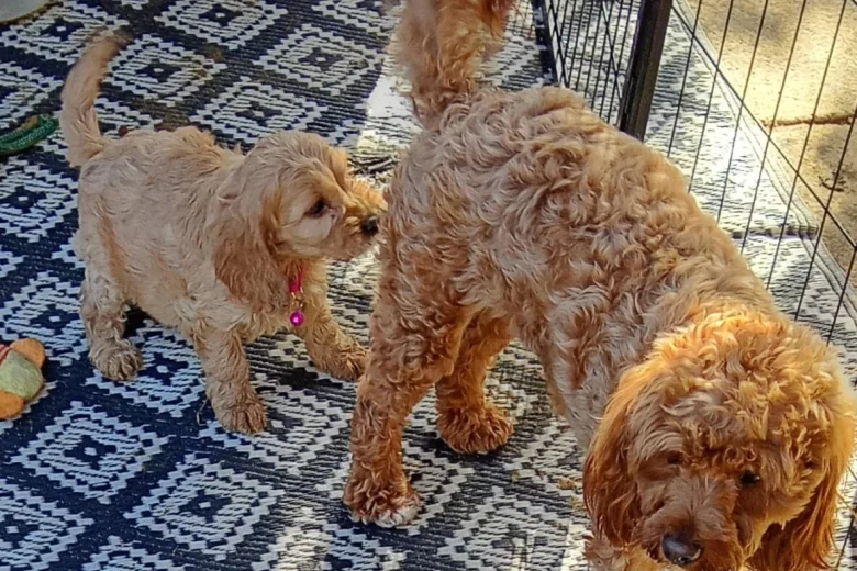Cavapoo