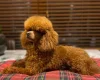 Cavapoo