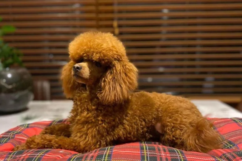 Cavapoo