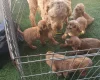 Cavapoo
