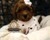 Toy Poodle