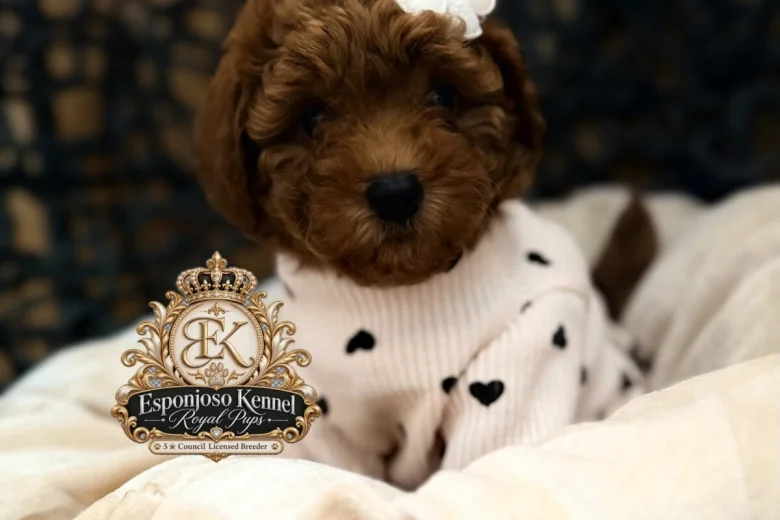 Toy Poodle