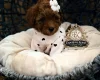 Toy Poodle