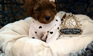 Toy Poodle