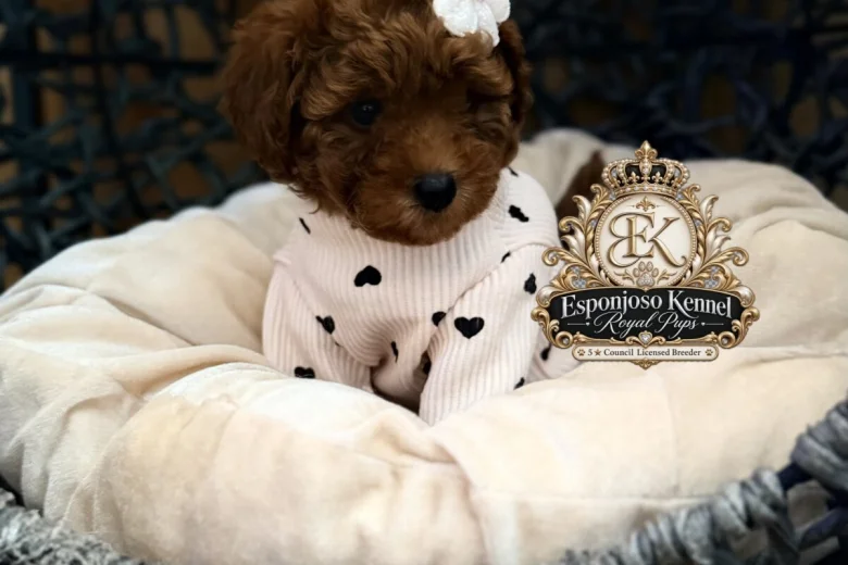 Toy Poodle