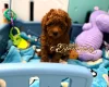 Toy Poodle