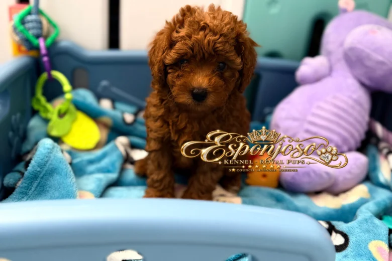 Toy Poodle