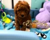 Toy Poodle