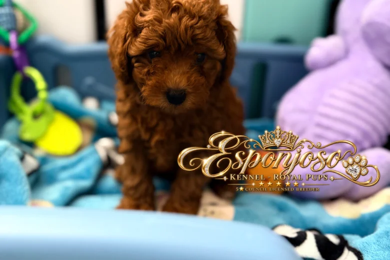 Toy Poodle