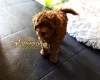 Toy Poodle